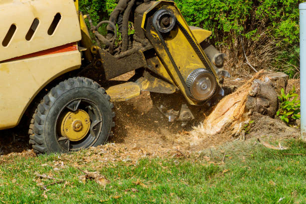 How Our Tree Care Process Works  in  Estes Park, CO