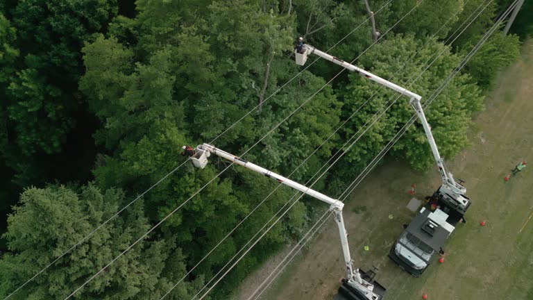 Estes Park, CO Tree Services Company